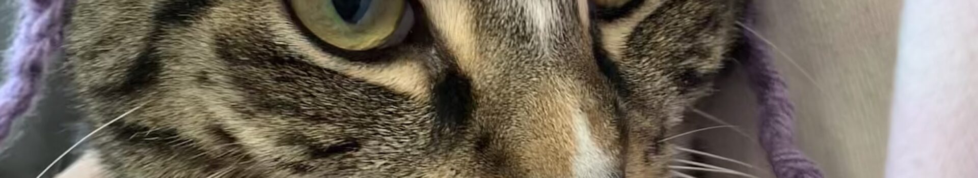 Free Inquiry – Crocheted Cat Hat