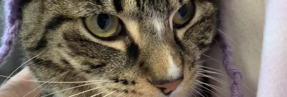 Free Inquiry – Crocheted Cat Hat